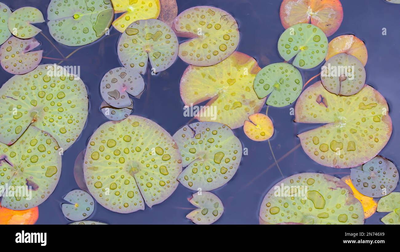 Giglio Pads in un giardino Pond durante una primavera pioggia acqua Giglio Verde, giallo, foglie da colorare Lilly foglia galleggiante natura acquatica sfondo Foto Stock