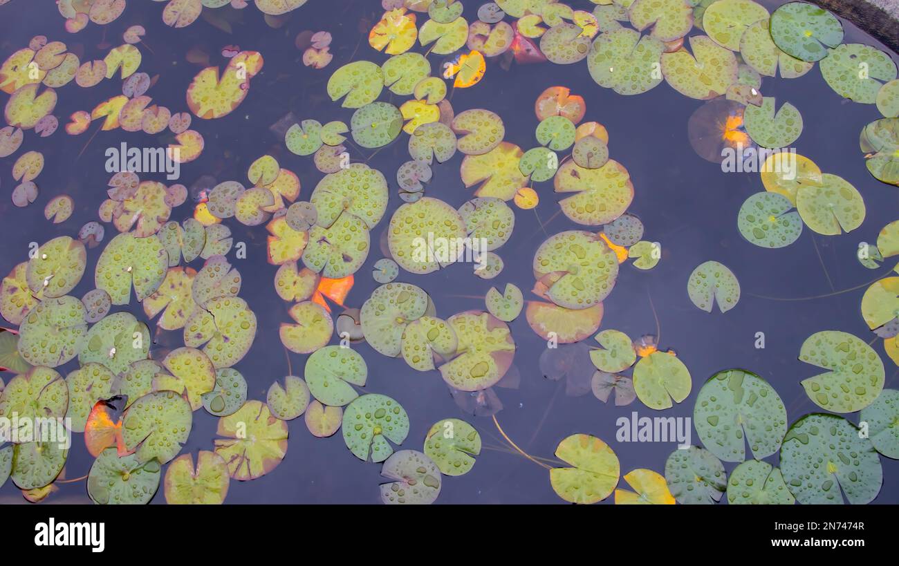 Giglio Pads in un giardino Pond durante una primavera pioggia acqua Giglio Verde, giallo, foglie da colorare Lilly foglia galleggiante natura acquatica sfondo Foto Stock