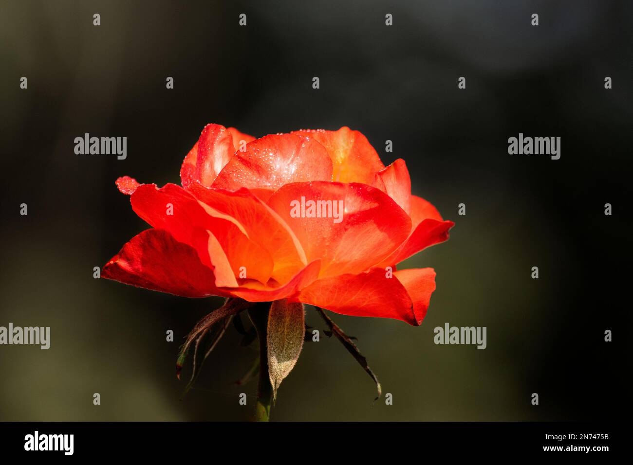 Rosa arancio,fiore della pianta legnosa perenne fiorita, genere Rosa , famiglia Rosaceae. Ci sono oltre trecento specie e molte sottospecie. Foto Stock