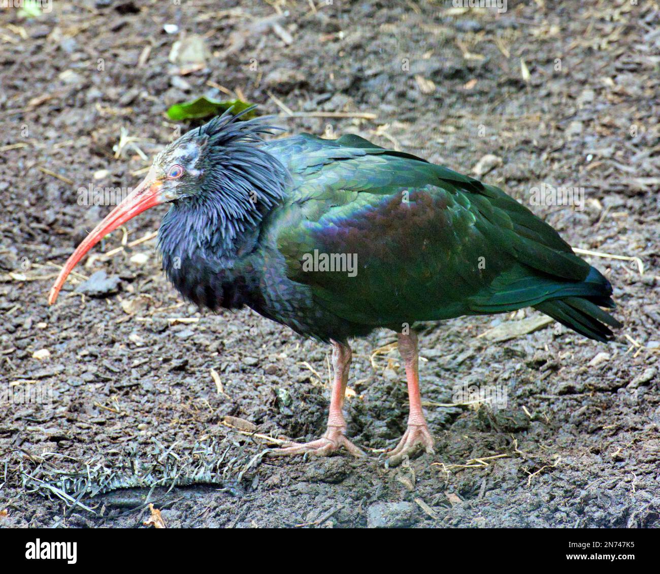Waldrapp ibis Foto Stock
