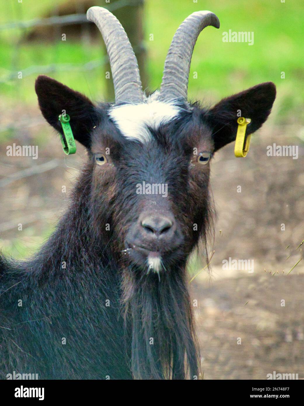 Bagot capra male guardando con tag che sembrano orecchini a edimburgo zoo Foto Stock