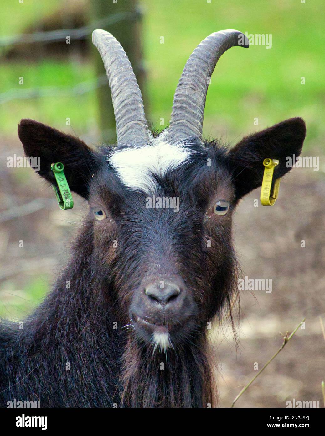 Bagot capra male guardando con tag che sembrano orecchini a edimburgo zoo Foto Stock