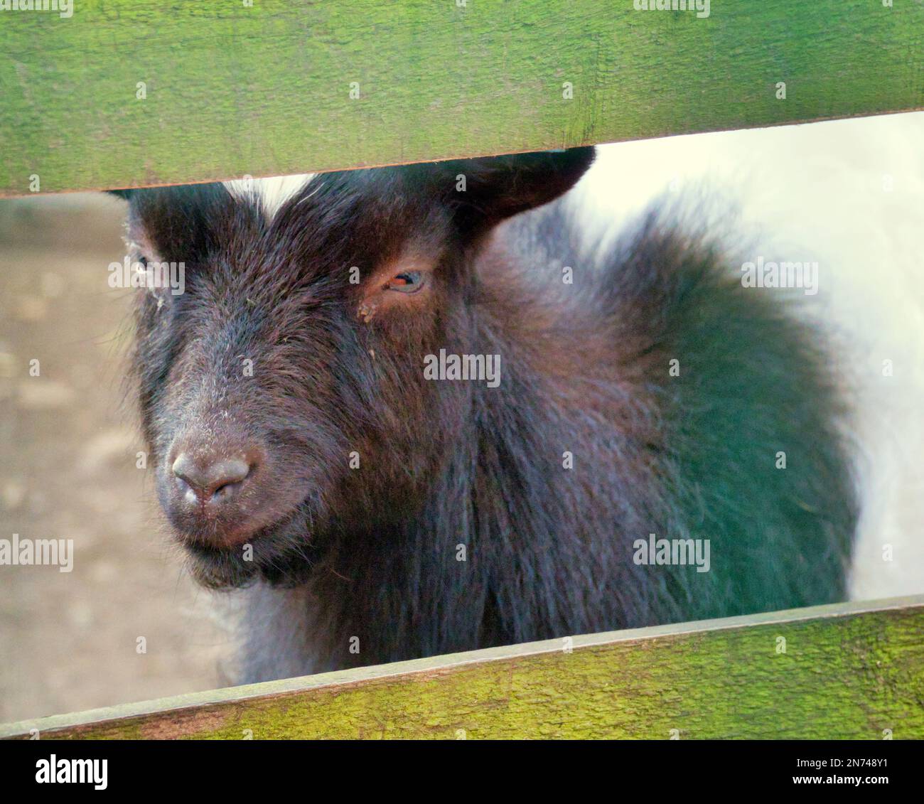 Bagot capra male guardando attraverso la recinzione nello zoo di edimburgo Foto Stock