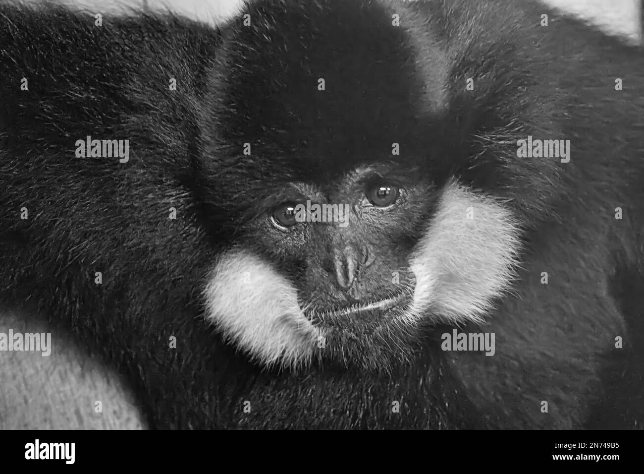 Buff-cheeked gibbon che guarda infelice Foto Stock