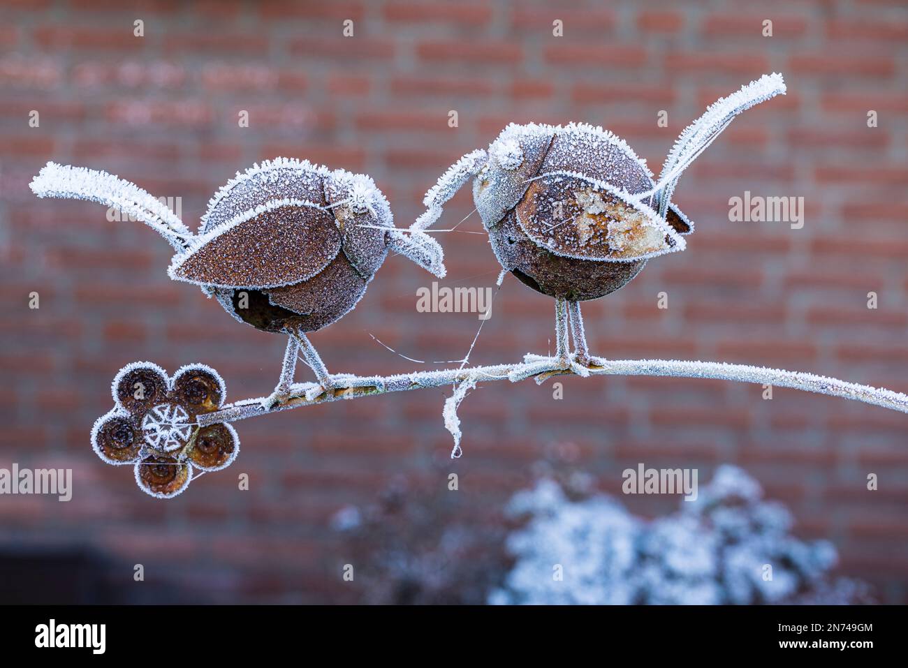 Decorazione del giardino in inverno, brina, brina coperta, (Nessun suggerimento) Foto Stock