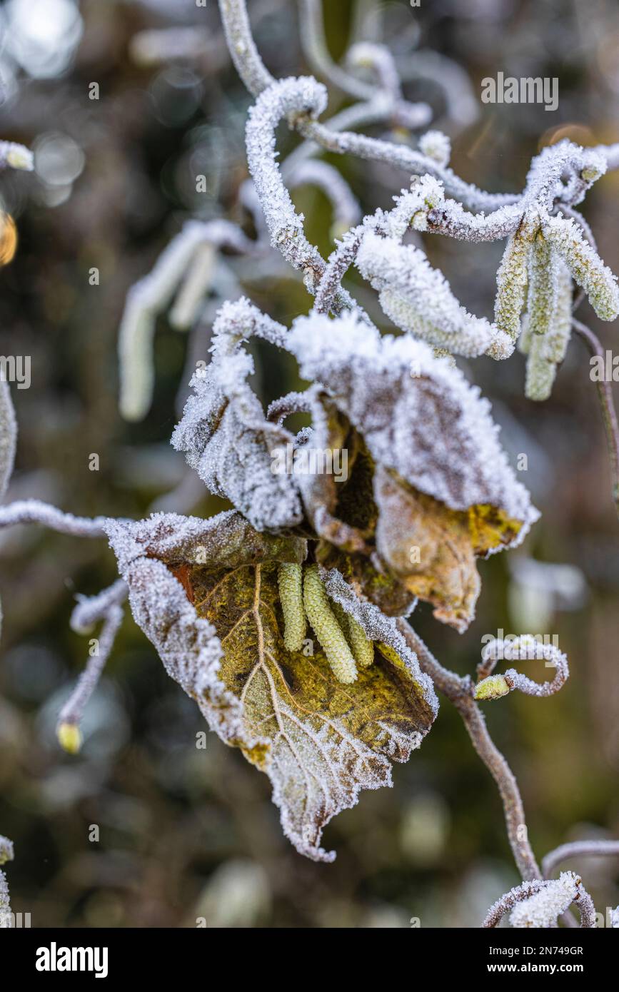 Cetrioli di fiori di nocciola (Corylus avellana) ricoperti di brina Foto Stock