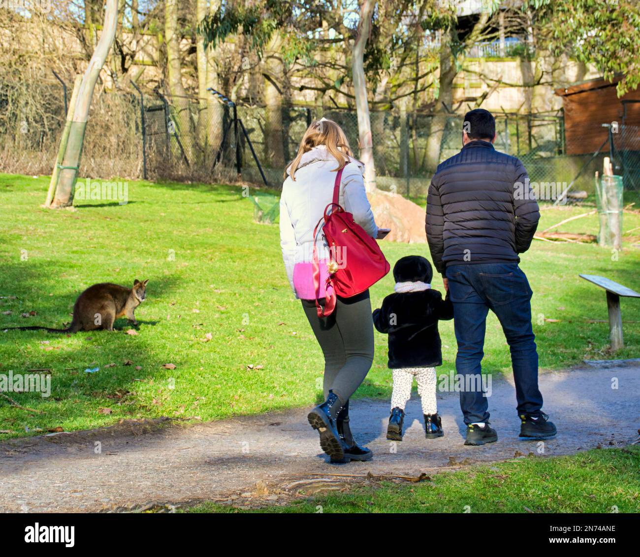 canguri allo zoo di edimburgo Foto Stock
