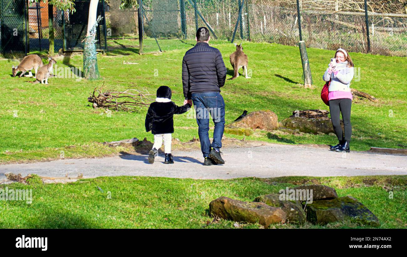 canguri allo zoo di edimburgo Foto Stock