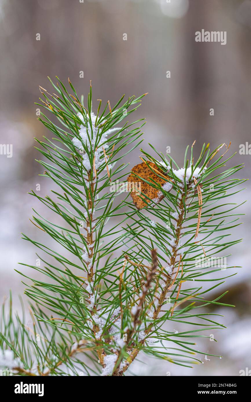 Pino sparare in inverno, pino scozzese (Pinus sylvestris L.), pianta giovane Foto Stock