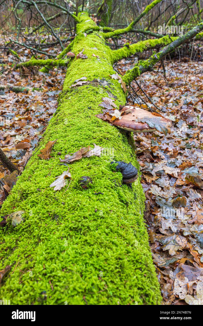 tronco d'albero con funghi Foto Stock