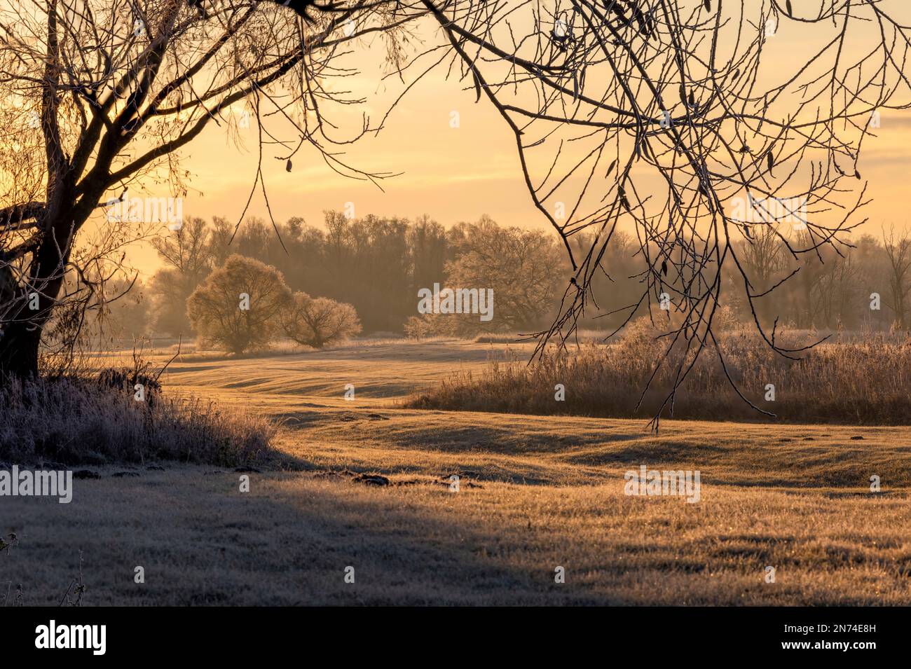 Una soleggiata mattinata invernale nella Foreland dell'Elba, nella bassa Sassonia Elbtalaue vicino a Bleckede/Brackede Foto Stock