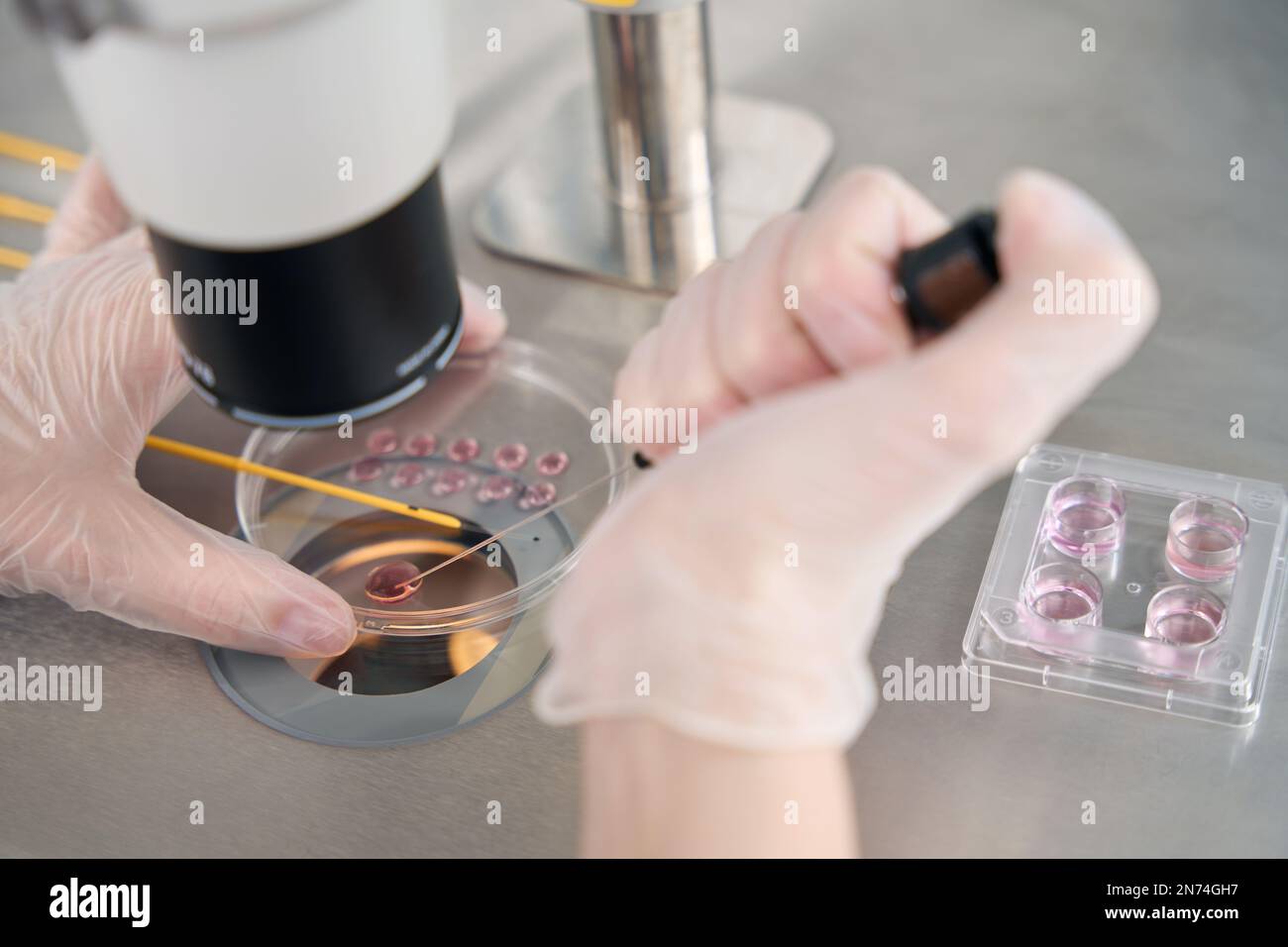L'embriologo colloca gli embrioni in una cannuccia speciale per la vitrificazione Foto Stock