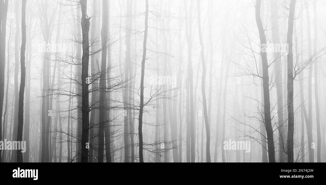 Alberi in nebbia, foto in bianco e nero Foto Stock