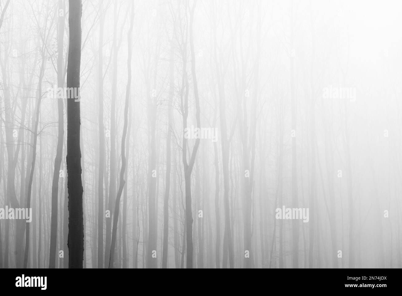 Alberi in nebbia, foto in bianco e nero Foto Stock