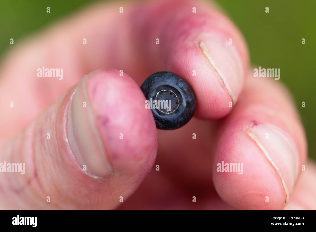 Mani che presentano mirtilli raccolti in una foresta svedese Foto Stock