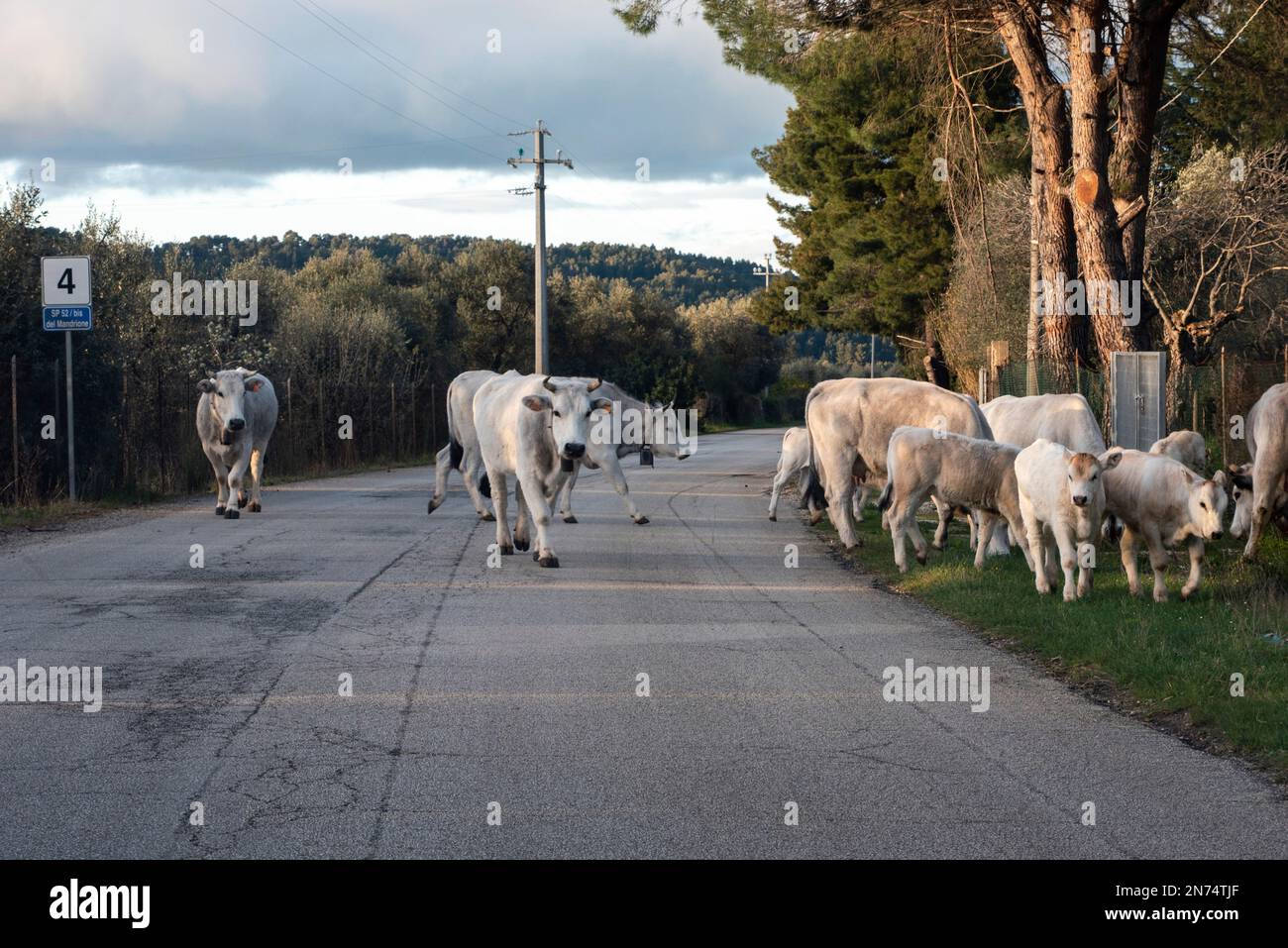 Mucca mandria con vitelli giovani su una strada in Gargano, Italia Foto Stock