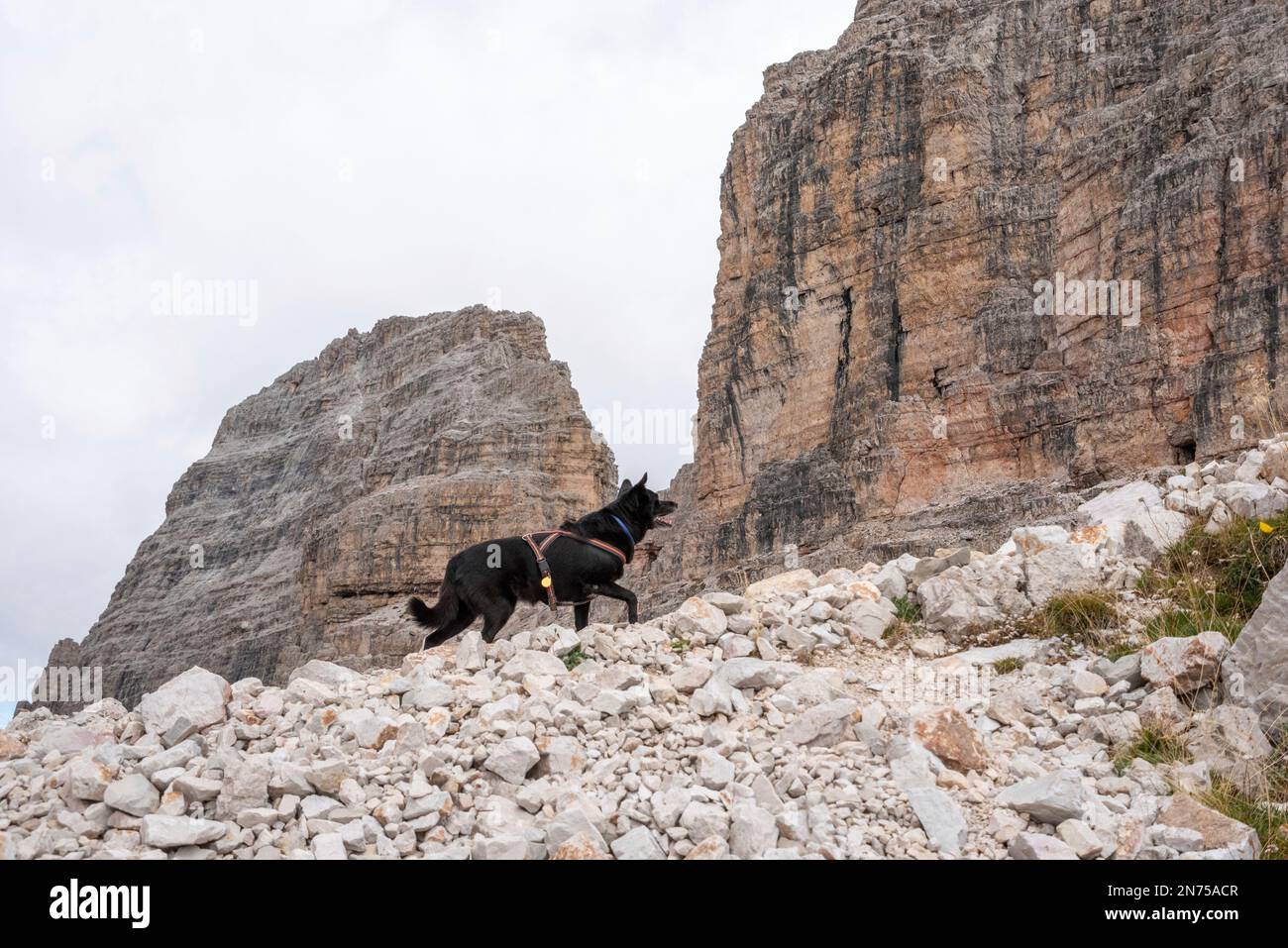 Un cane che cammina da solo attraverso il paesaggio alpino delle dolomiti, Alto Adige in Italia Foto Stock