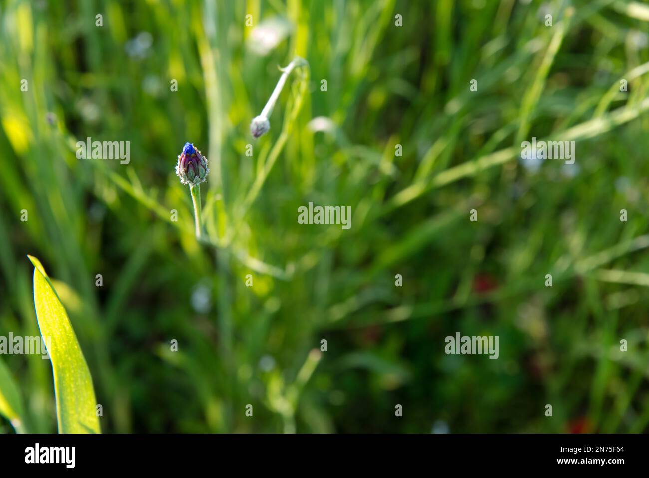 Campo, campo, grano, estate presto, fiore, fiore di mais Foto Stock