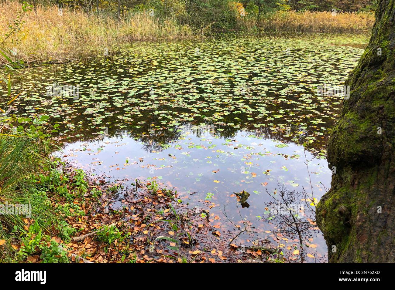 Germania, Assia, contea di Darmstadt-Dieburg, Langen Messel, Hegbachaue, riserva naturale, autunno Foto Stock