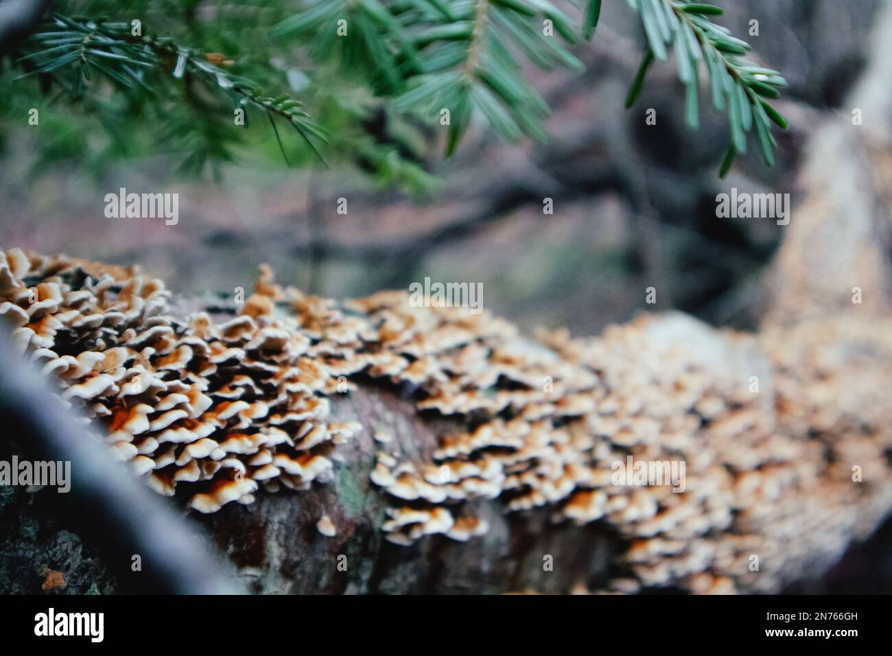 Funghi selvatici. Foto Stock
