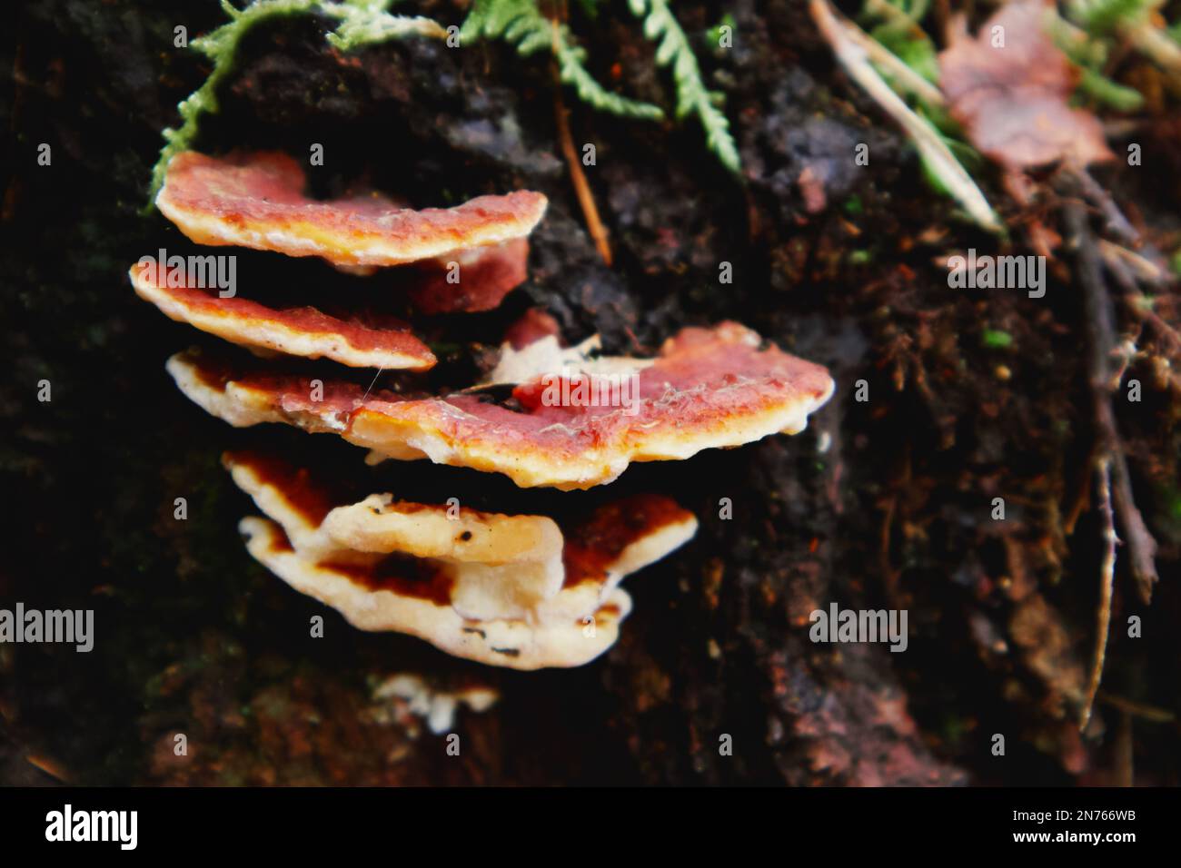 Bosco selvatico fungo Foto Stock
