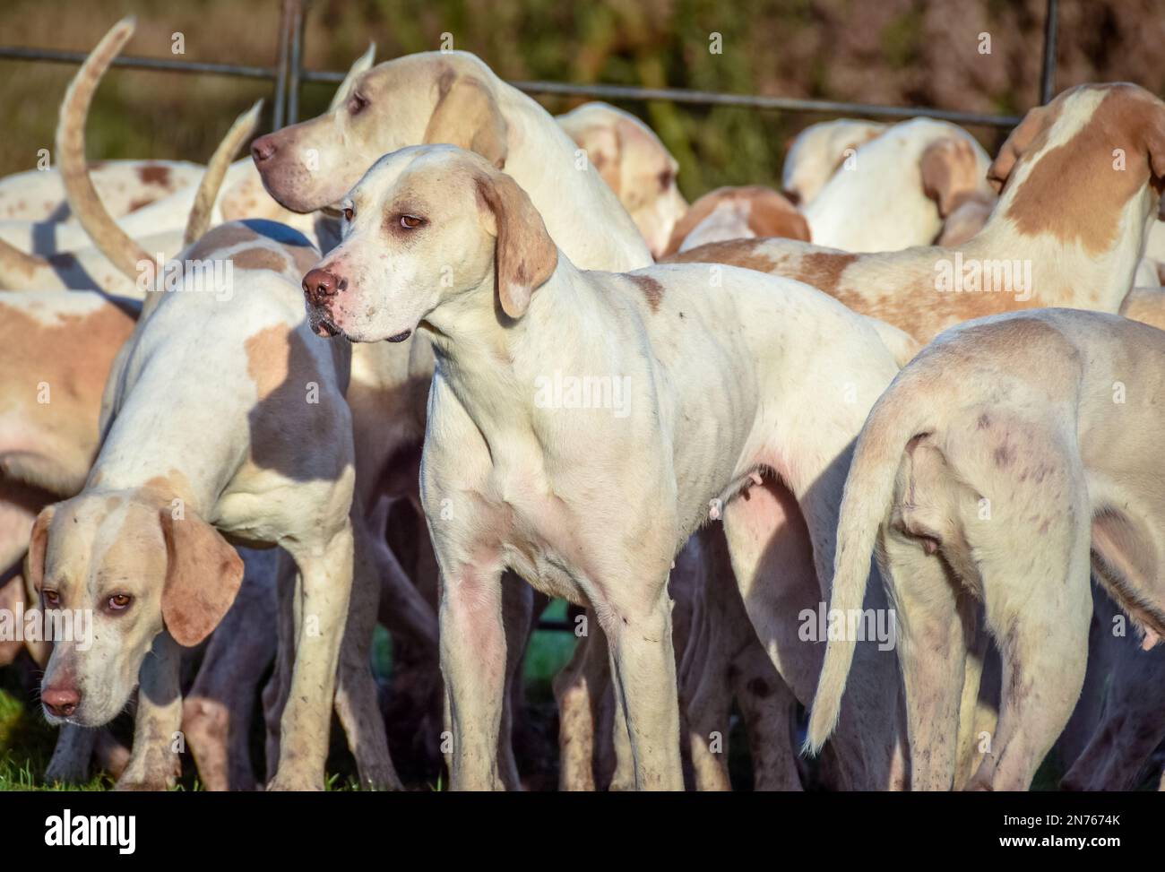 I volpe attendono l'inizio del loro incontro una volta che tutti i piloti sono arrivati e sono pronto per andare Foto Stock