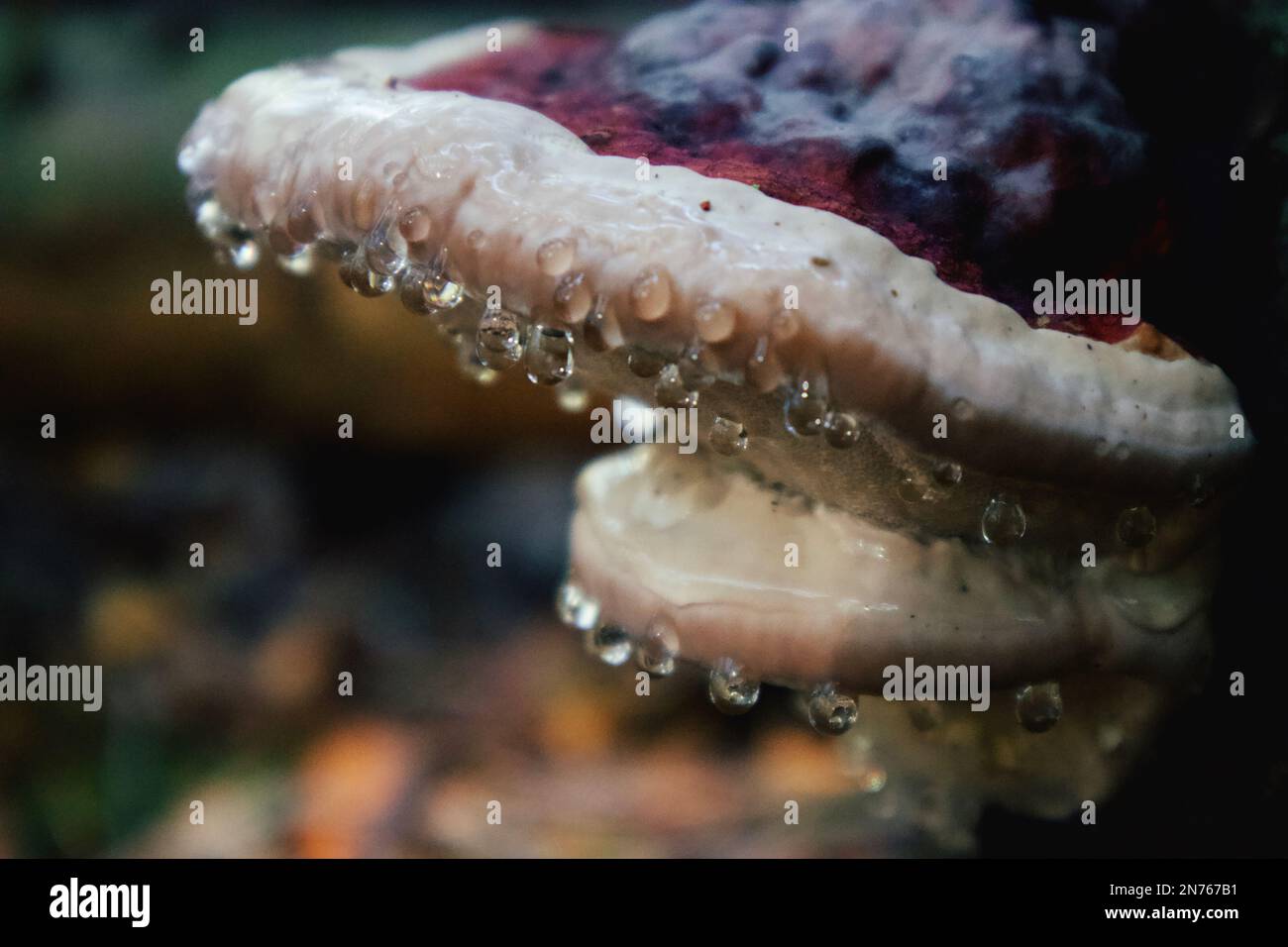 Funghi selvatici. Foto Stock