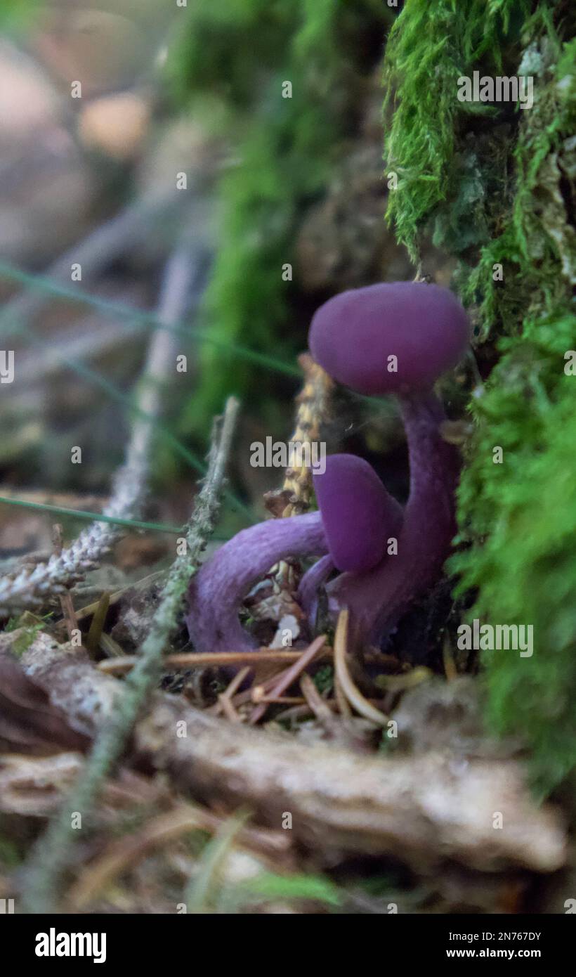 Funghi selvatici. Foto Stock