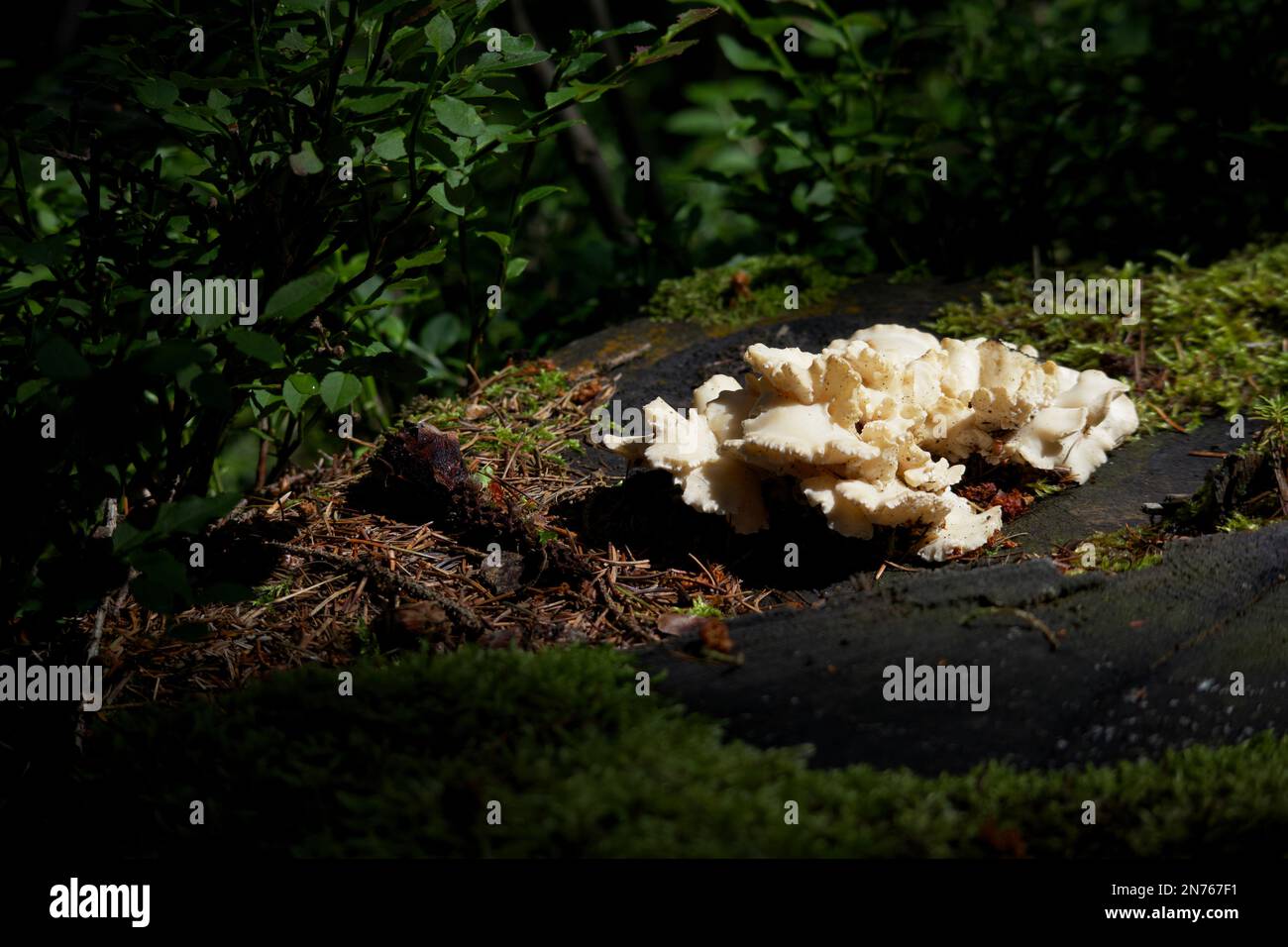 Funghi selvatici. Funghi selvatici. Osteina obducta, fungo non commestibile decomponente conferisce legno. Foto Stock