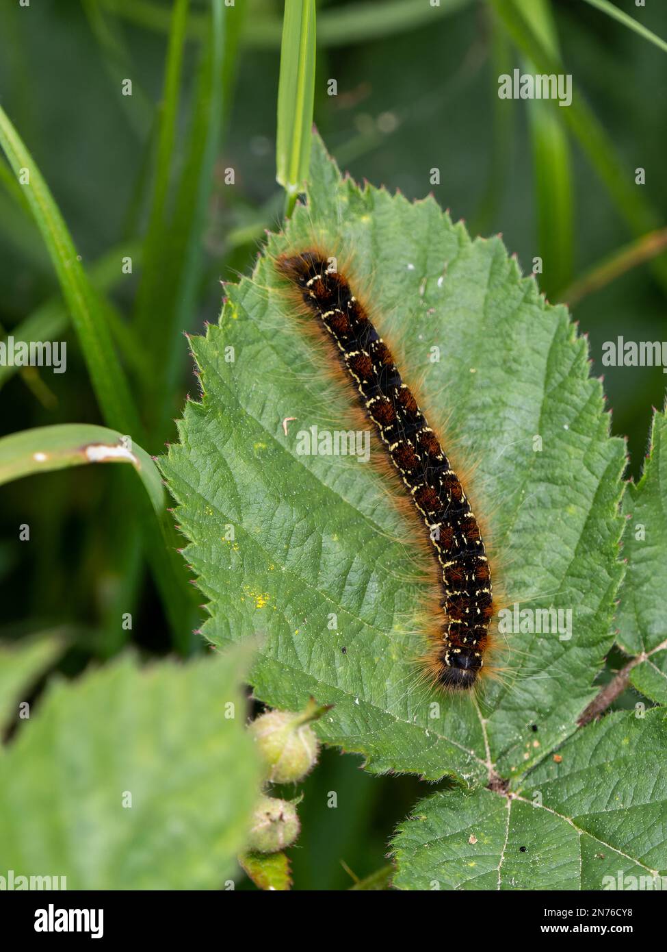 Piccolo Eggar (lanestris Eriogaster) Caterpillar Foto Stock