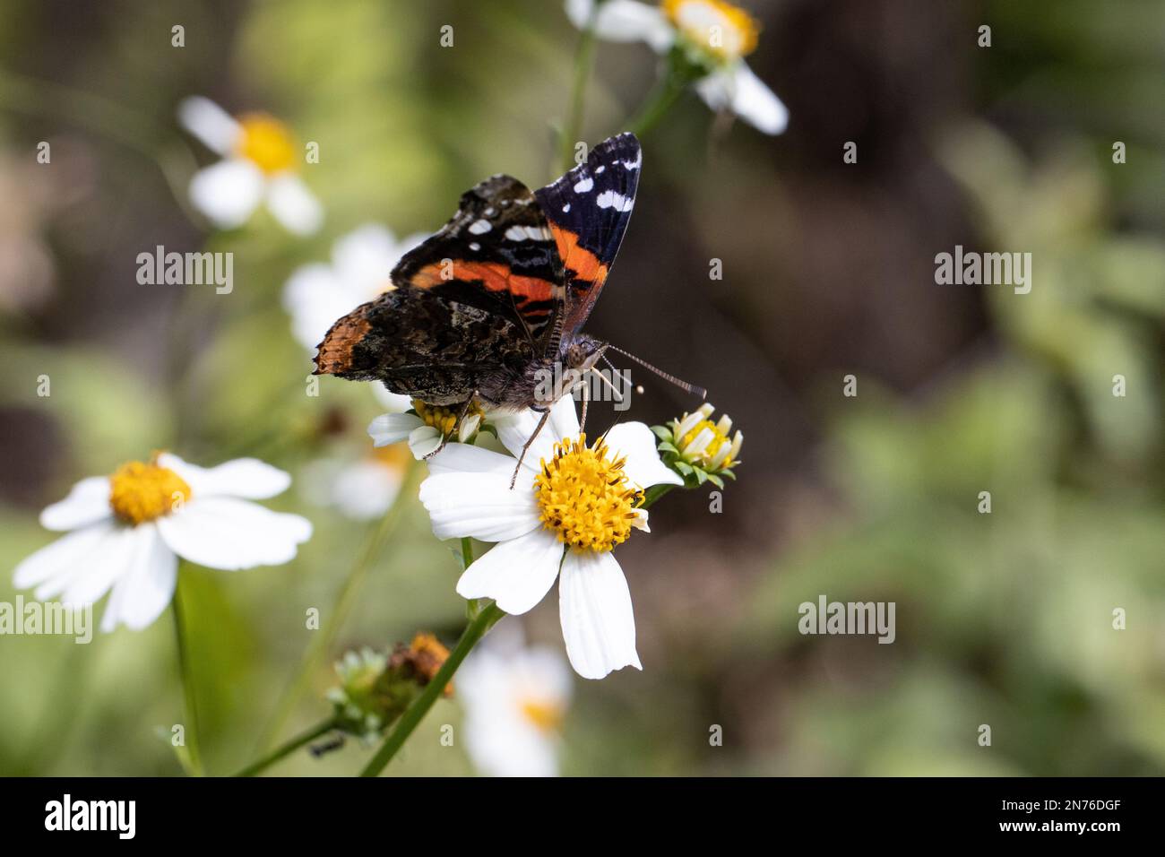 Primo piano di una Vanessa atalanta su un fiore Foto Stock