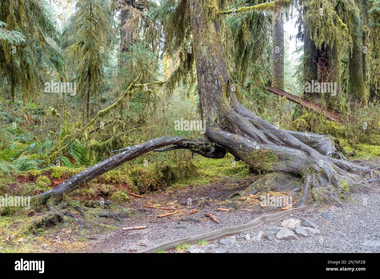 Hoh Rain Forest, Olympic National Park, Washington, USA. Albero con radici aeree sparse che ha usato svilupparsi da un ceppo della stanza dei bambini che ora ha eroso. Foto Stock