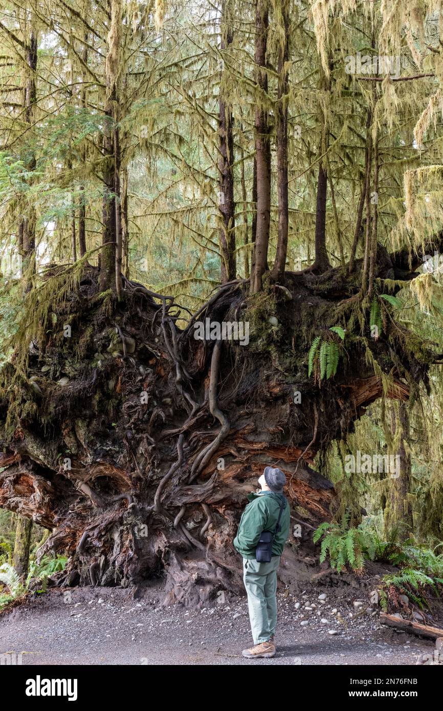 Hoh Rain Forest, Olympic National Park, Washington, USA. Uomo che guarda la parte inferiore di un albero caduto e le sue radici, dove sono cresciuti diversi alberi Foto Stock