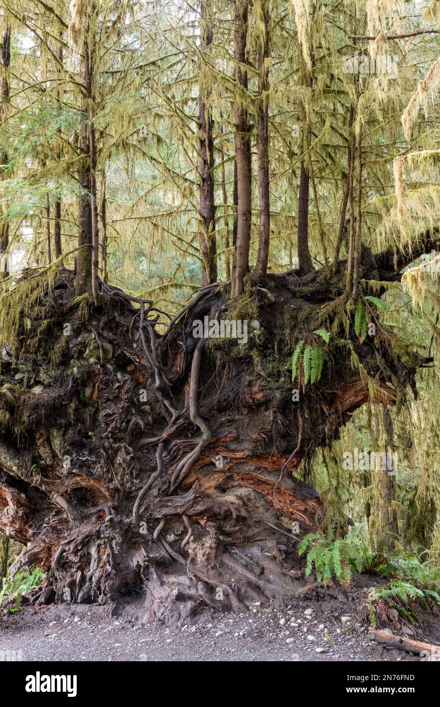 Hoh Rain Forest, Olympic National Park, Washington, USA. Sotto di un albero caduto, mostrando le radici, che ora agisce un albero della stanza dei bambini per altri alberi Foto Stock
