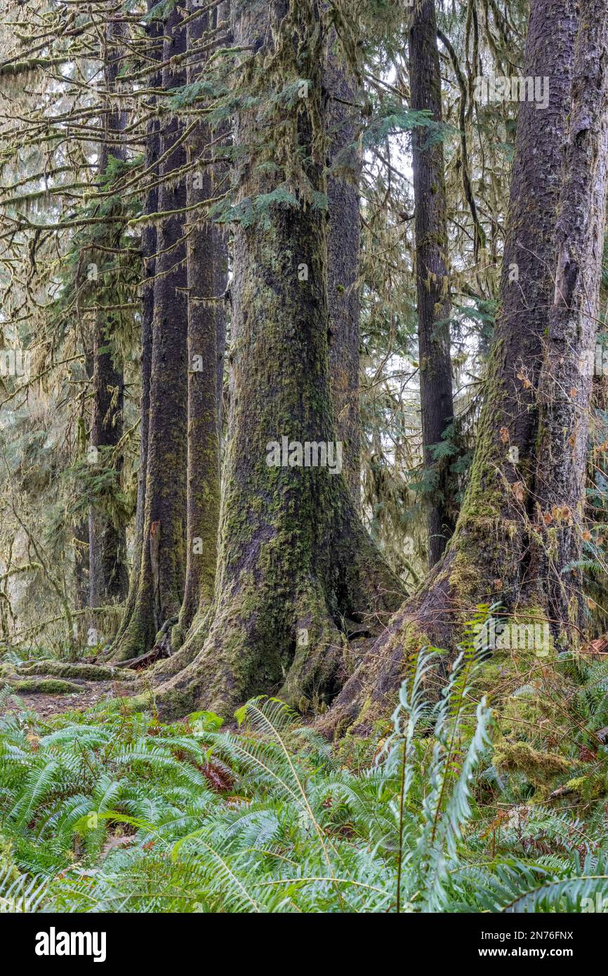 Hoh Rain Forest, Olympic National Park, Washington, USA. Fila di alberi di Sitka Spruce, tutti che crescono da un singolo albero di vivaio caduto. Foto Stock