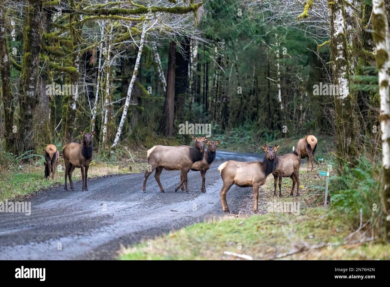 Quinault, Washington, Stati Uniti. Mandria di Roosevelt Elk attraversando con cautela una strada sterrata Foto Stock