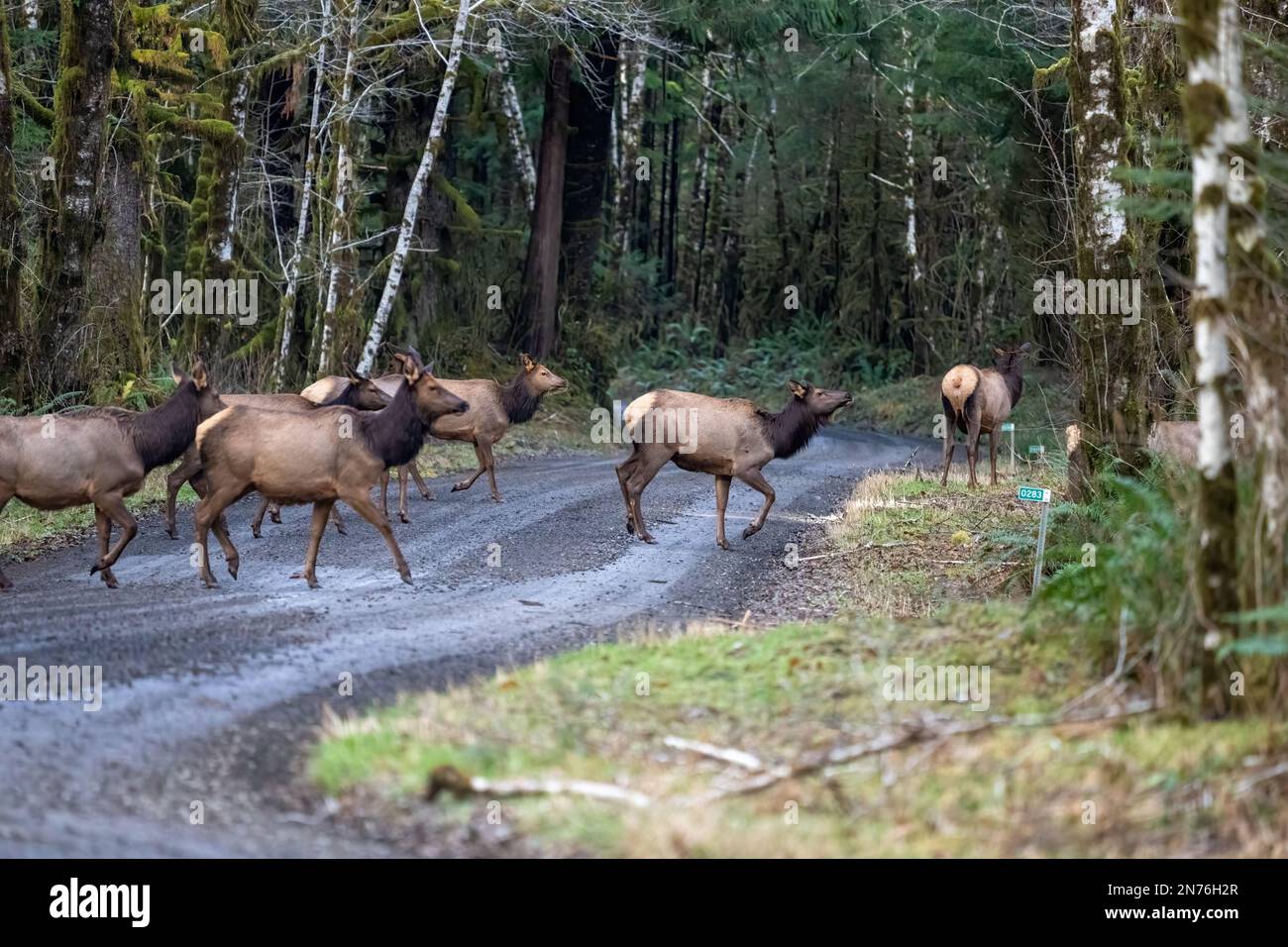 Quinault, Washington, Stati Uniti. Mandria di Roosevelt Elk attraversando con cautela una strada sterrata Foto Stock