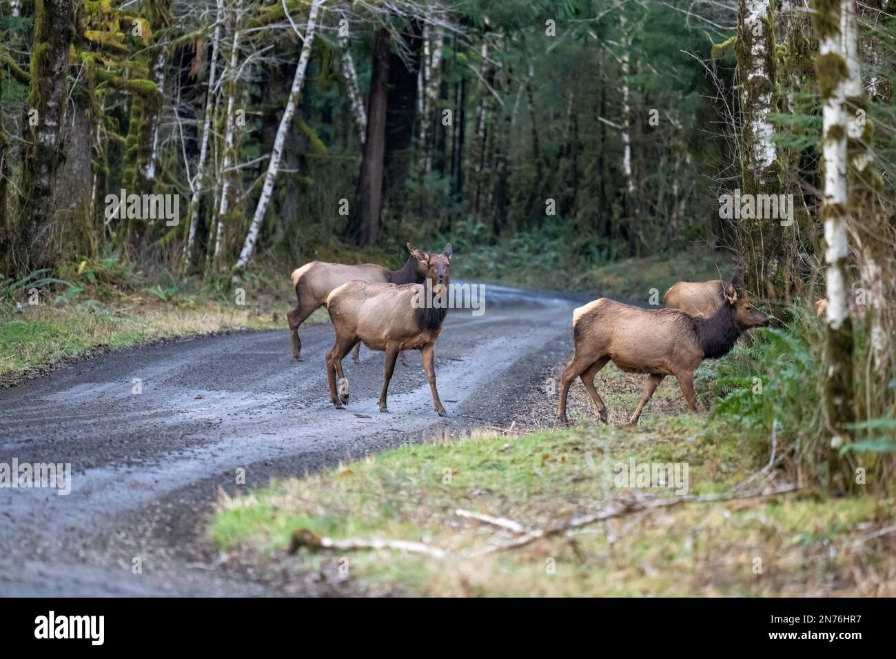 Quinault, Washington, Stati Uniti. Mandria di Roosevelt Elk attraversando con cautela una strada sterrata Foto Stock