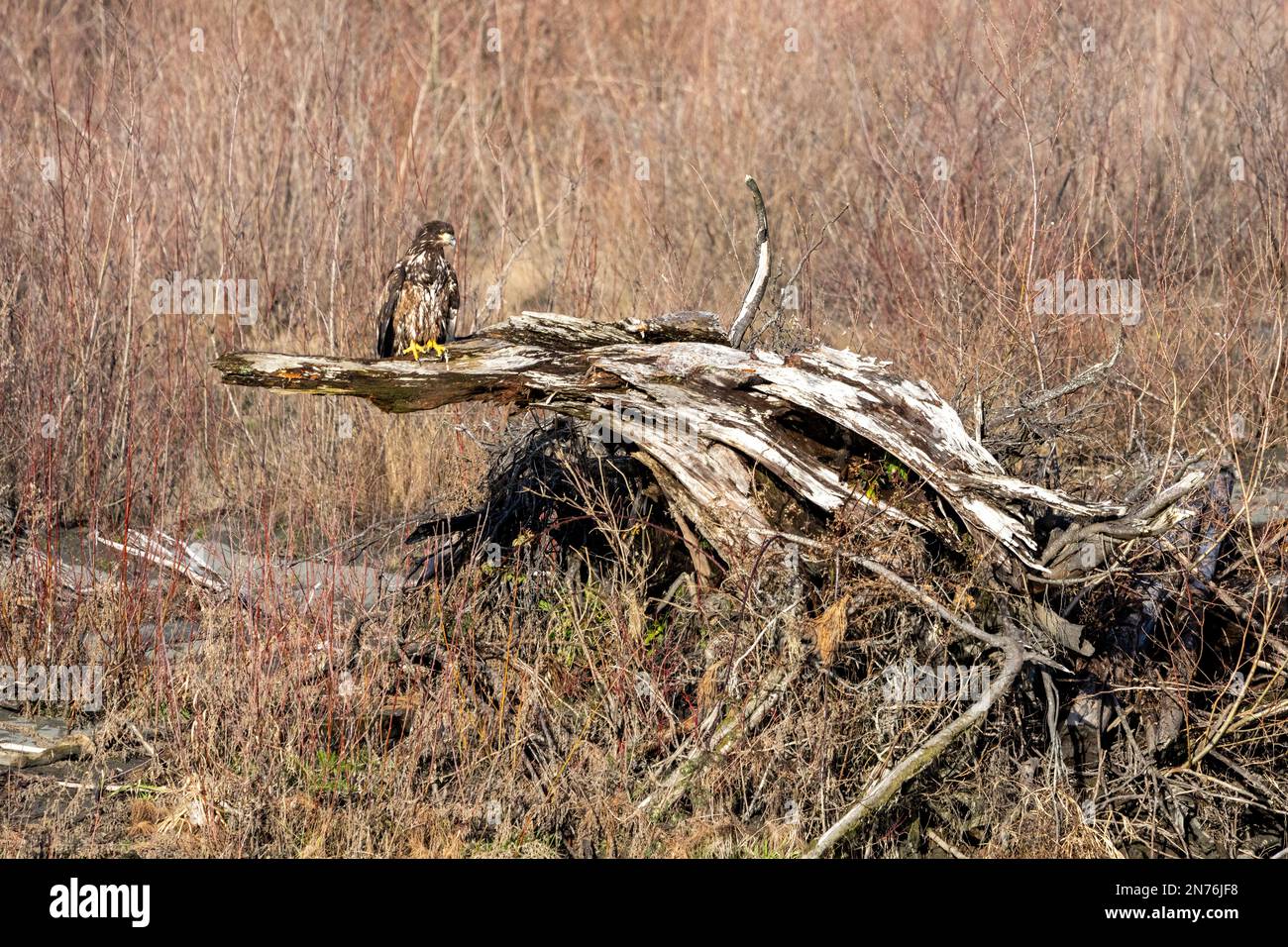 Quinault, Washington, Stati Uniti. Giovane aquila Balk guardia su un albero che si affaccia sul fiume Quinault. Foto Stock