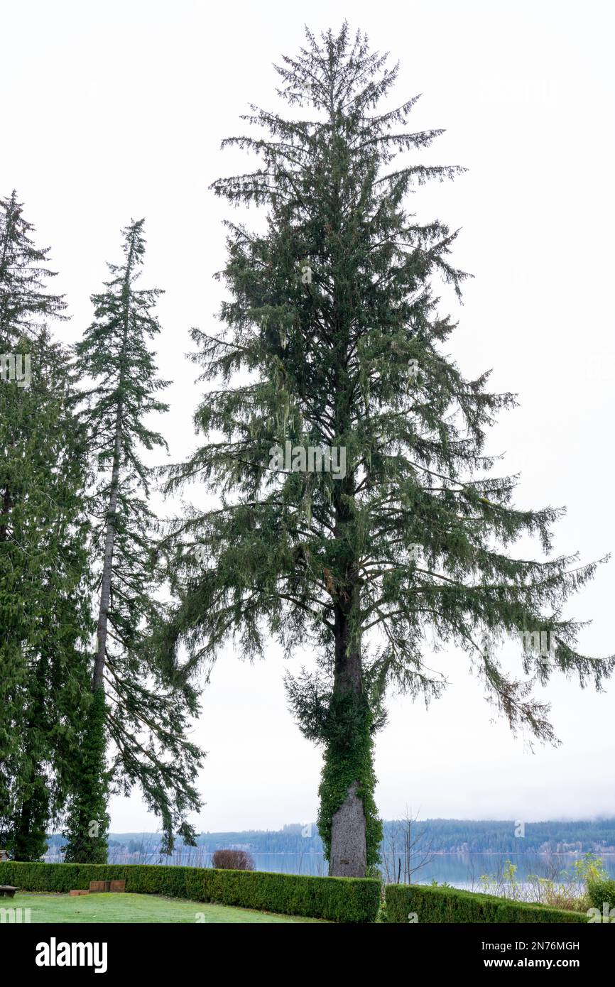 Quinault, Washington, Stati Uniti. Sitka Spruce albero di fronte al lago Quinault mattina presto come visto dai terreni del Quinault Lodge Foto Stock