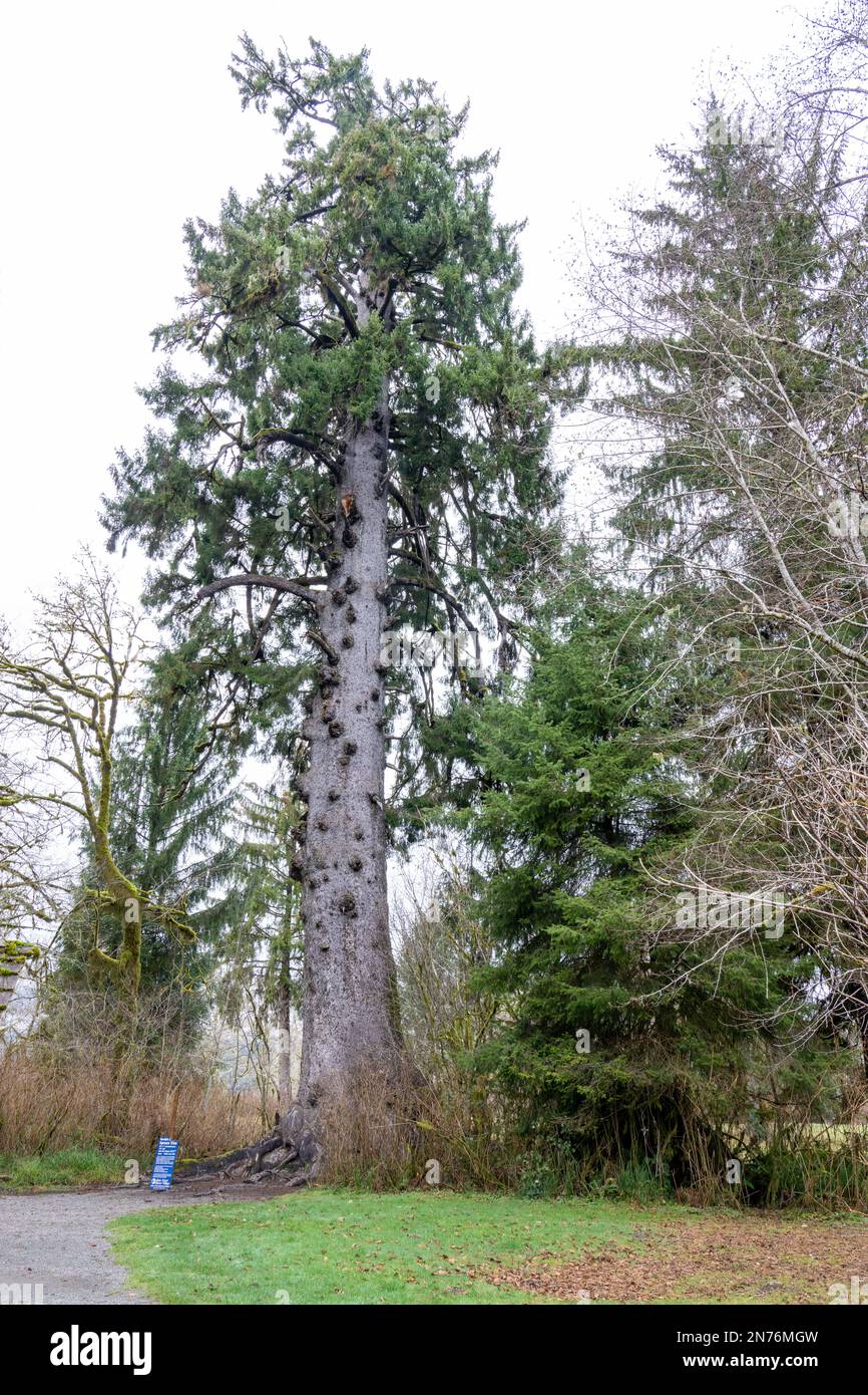 Quinault, Washington, Stati Uniti. L'albero di abete rosso Sitka più grande del mondo, alto oltre 191 metri. Foto Stock