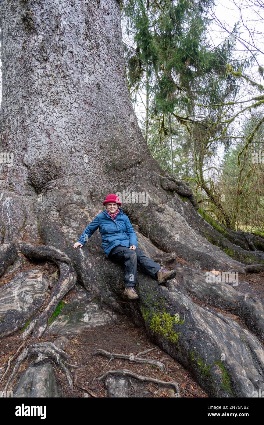 Quinault, Washington, Stati Uniti. Donna seduta sulle radici del più grande albero di Sitka Spruce del mondo, alto oltre 191 metri. (SIG.) Foto Stock