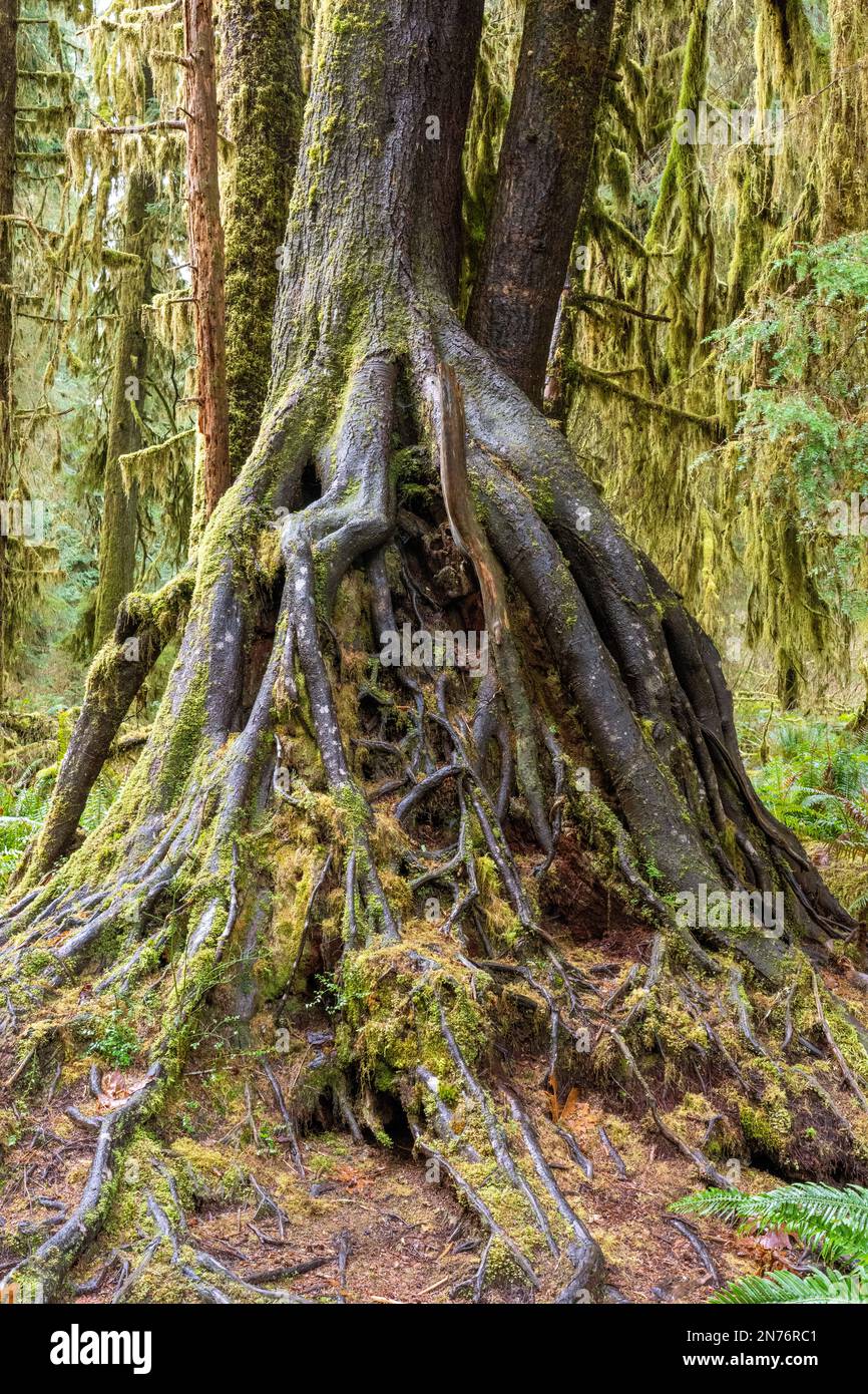 Hoh Rain Forest, Olympic National Park, Washington, USA. Moncone della stanza dei bambini che permette ad un grande albero con le radici esposte di svilupparsi da esso, sulla Sala di Mo Foto Stock