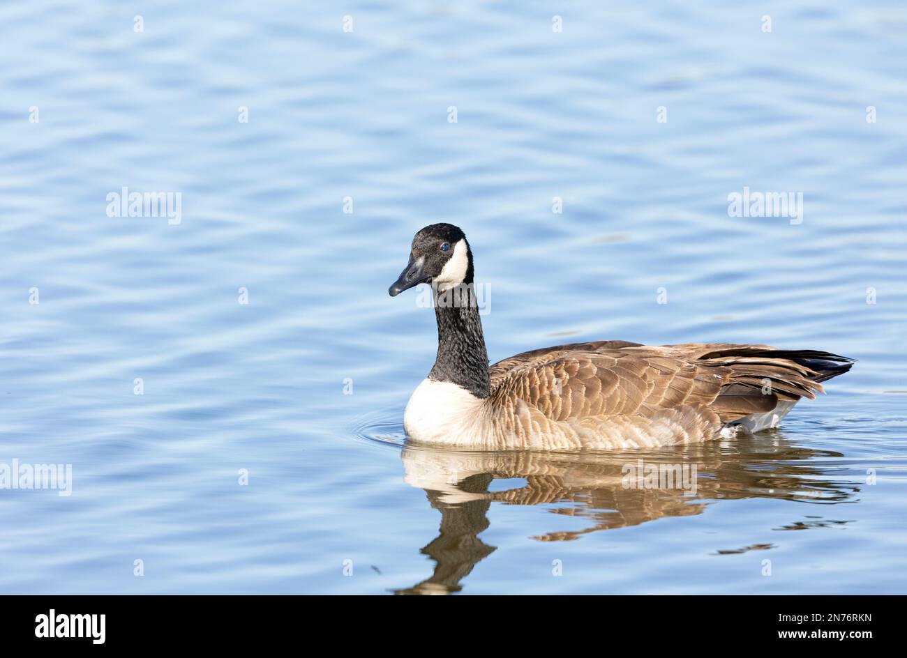 Canada Goose Nuoto Closeup Foto Stock