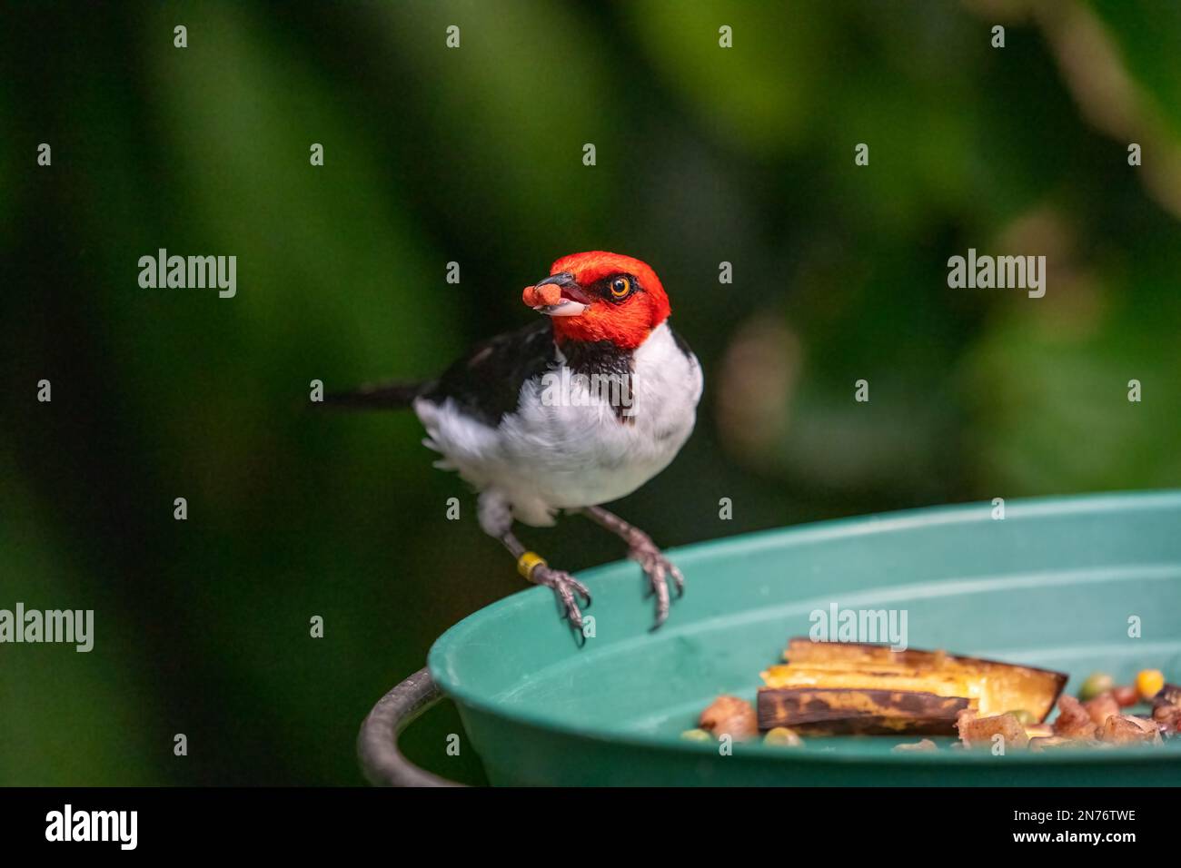 Woodland Park Zoo, Seattle, Washington, Stati Uniti. Cardinale rosso-capped che mangia frutta ad un alimentatore Foto Stock