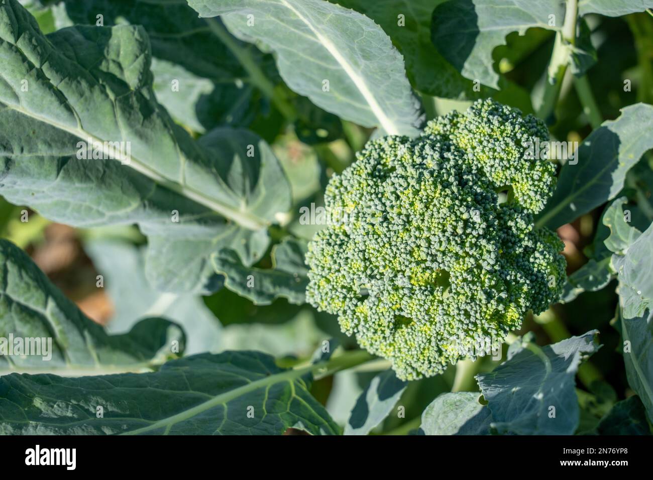 Issaquah, Washington, Stati Uniti. Pianta di broccoli matura Foto Stock