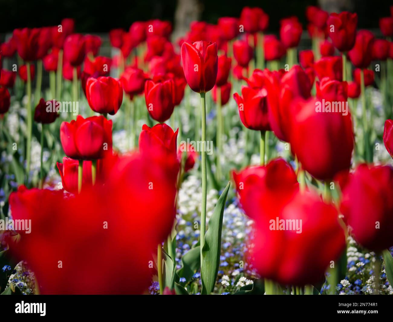 I bellissimi tulipani rossi Foto Stock