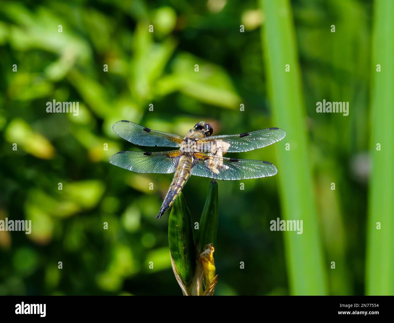 La bella libellula originale Foto Stock