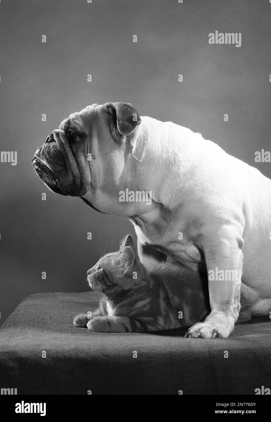 Profilo di entrambi i bulldog e gattino con bulldog che fornisce la sicurezza per il gattino. Foto Stock