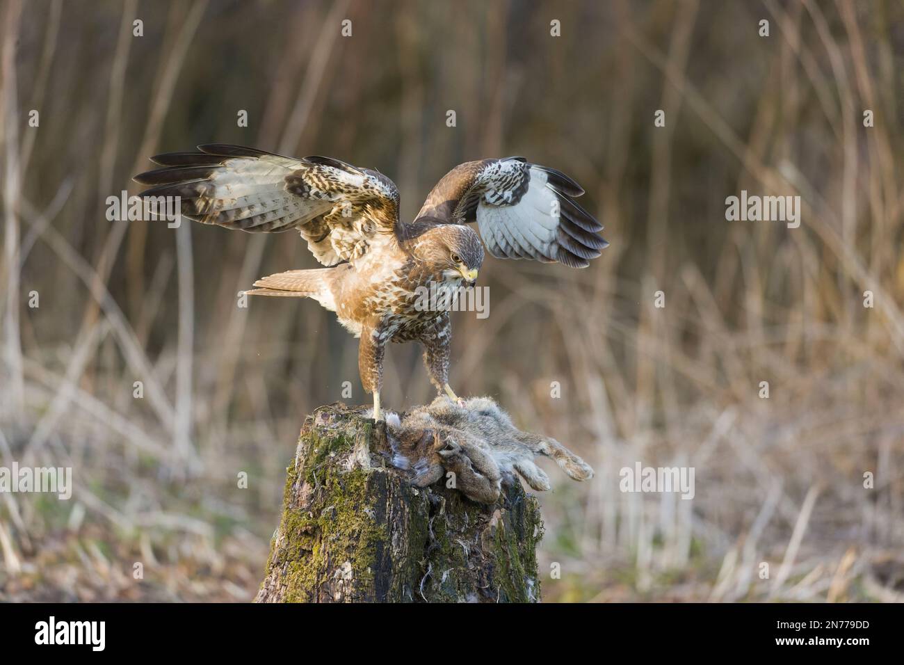 Buzzard Buteo buteo comune, adulto che mangia su coniglio europeo Oryctolagus cuniculus, adulto, Suffolk, Inghilterra, febbraio Foto Stock